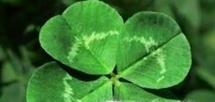 四叶草的含义大全
