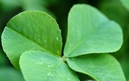 四叶草的含义大全