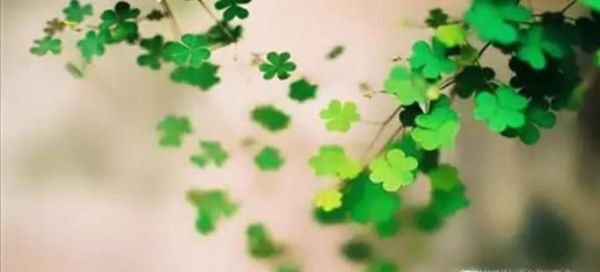 四叶草的含义大全