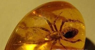 琥珀为什么这么贵