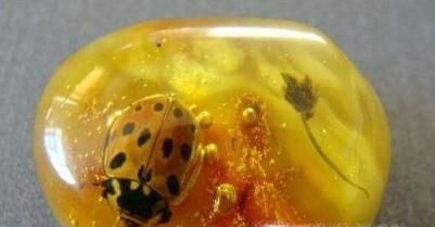 琥珀为什么这么贵