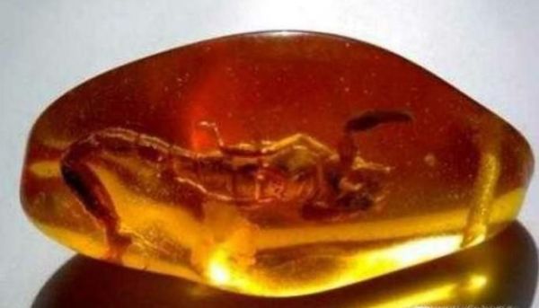 为什么琥珀中的生物不会腐烂