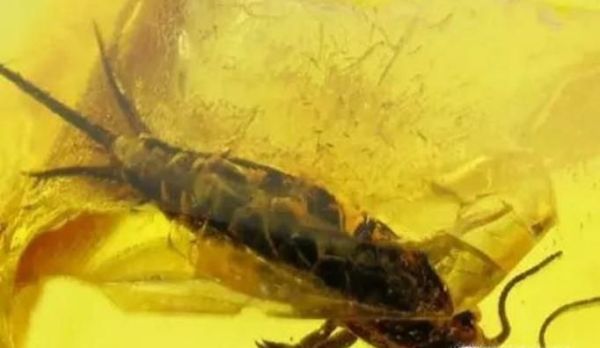 为什么琥珀中的生物不会腐烂