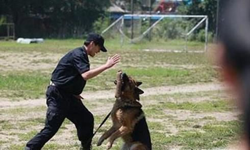 警犬为什么只能吃三四成饱