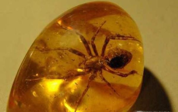 为什么琥珀中的生物不会腐烂