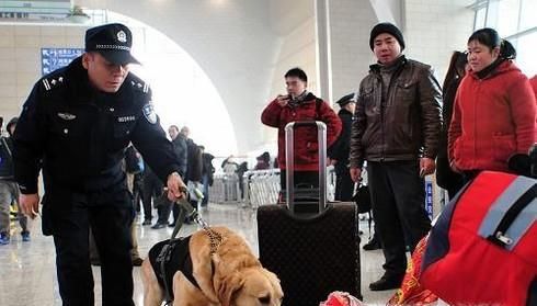 警犬为什么只能吃三四成饱