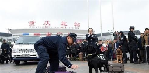 警犬为什么只能吃三四成饱