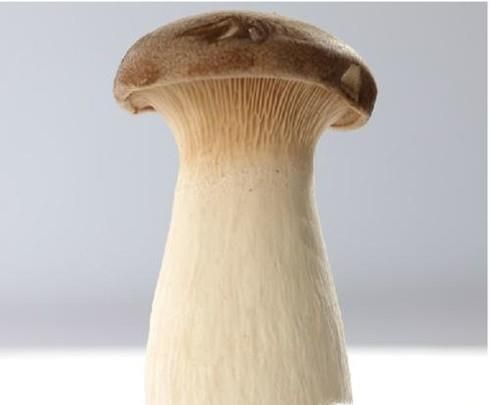 鸡腿菇与杏鲍菇的区别