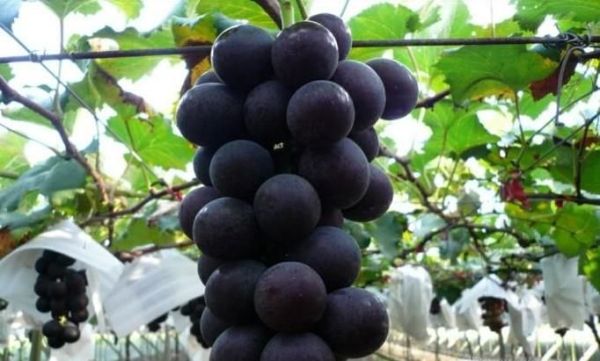 4种食物帮你缓解酒后不适