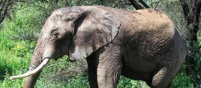 大象吃什么食物