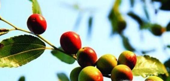 大象吃什么食物