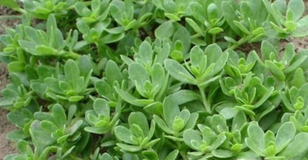 大象吃什么食物