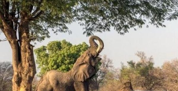 大象吃什么食物