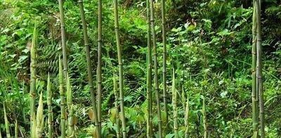 大象吃什么食物