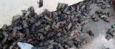 有哪些关于地震的谣言