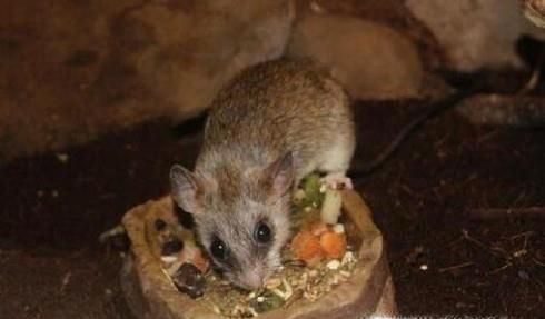 家中有老鼠的几个迹象