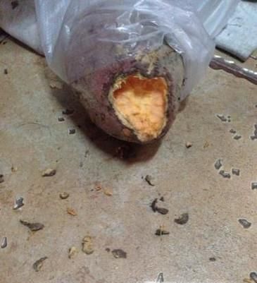 家中有老鼠的几个迹象