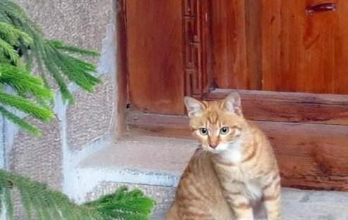 如何防止老鼠进入到家里