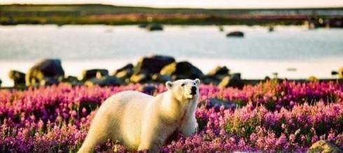 北极熊主要吃什么食物