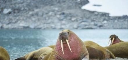 北极熊主要吃什么食物