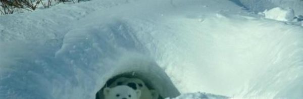 北极熊主要吃什么食物