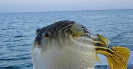 中国人有多能吃？