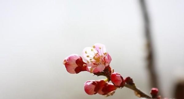 立春节气的由来 立春各地都吃什么