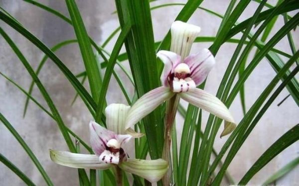 春节客厅养什么花好