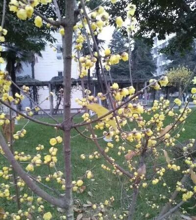 春节客厅养什么花好