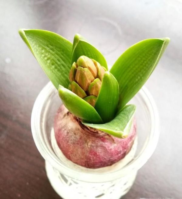 春节客厅养什么花好