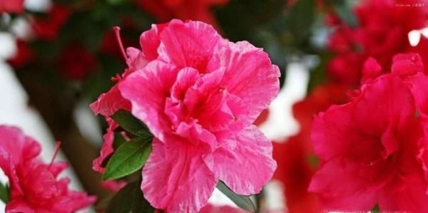 春节客厅养什么花好