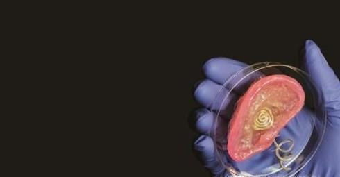 3D打印器官靠谱吗