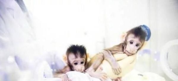 克隆猴的诞生意味着什么