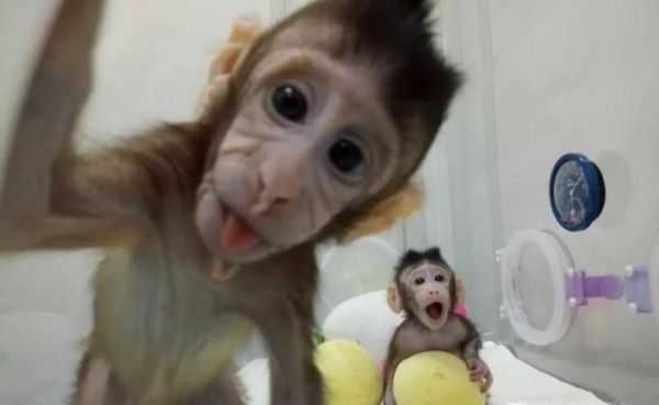 克隆猴的诞生意味着什么