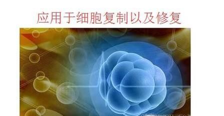 克隆技术在我们的生活中有哪些应用