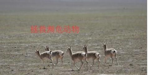 克隆技术在我们的生活中有哪些应用