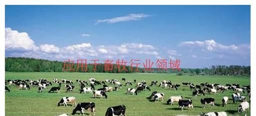 克隆技术在我们的生活中有哪些应用