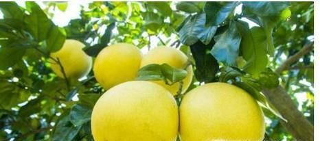 什么样的柚子好，怎样挑选柚子