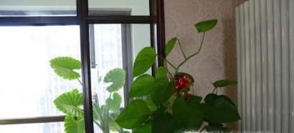 冬天暖气屋子太干怎么办