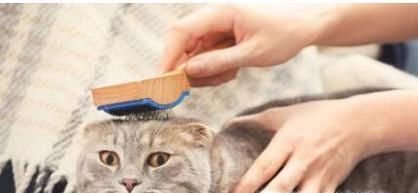 异国短毛猫怎么养