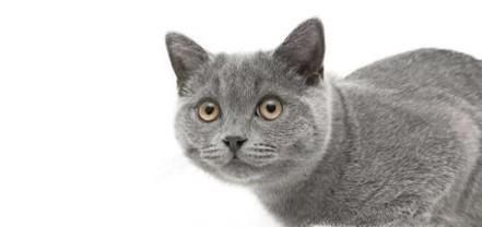 异国短毛猫怎么养