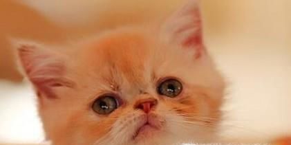 异国短毛猫怎么养