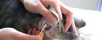 怎么治猫耳螨,猫有耳螨怎么治,治疗猫耳螨