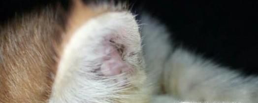 怎么治猫耳螨,猫有耳螨怎么治,治疗猫耳螨