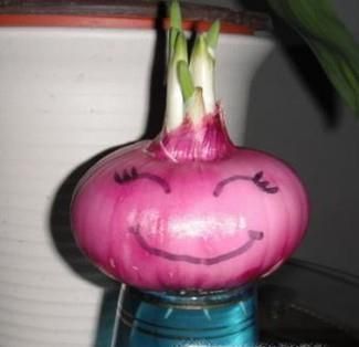 水培洋葱当花养