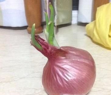 水培洋葱当花养