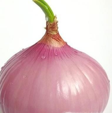 水培洋葱当花养