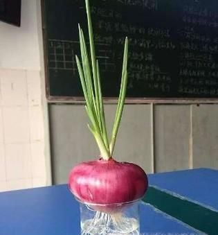 水培洋葱当花养