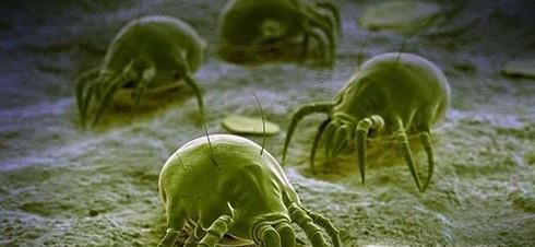 冬天晒被子有什么好处？需要注意些什么？