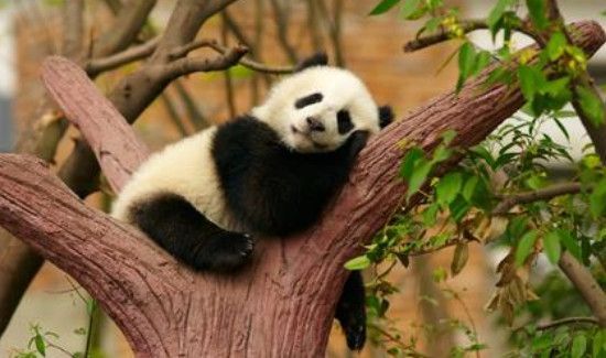 大熊猫的介绍和特点